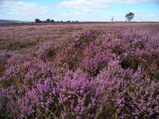 The heather in full bloom (photo by Georgina Collins)