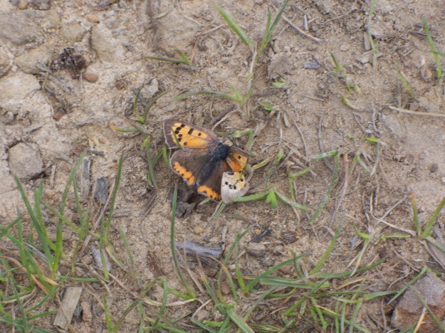 The deceased small copper